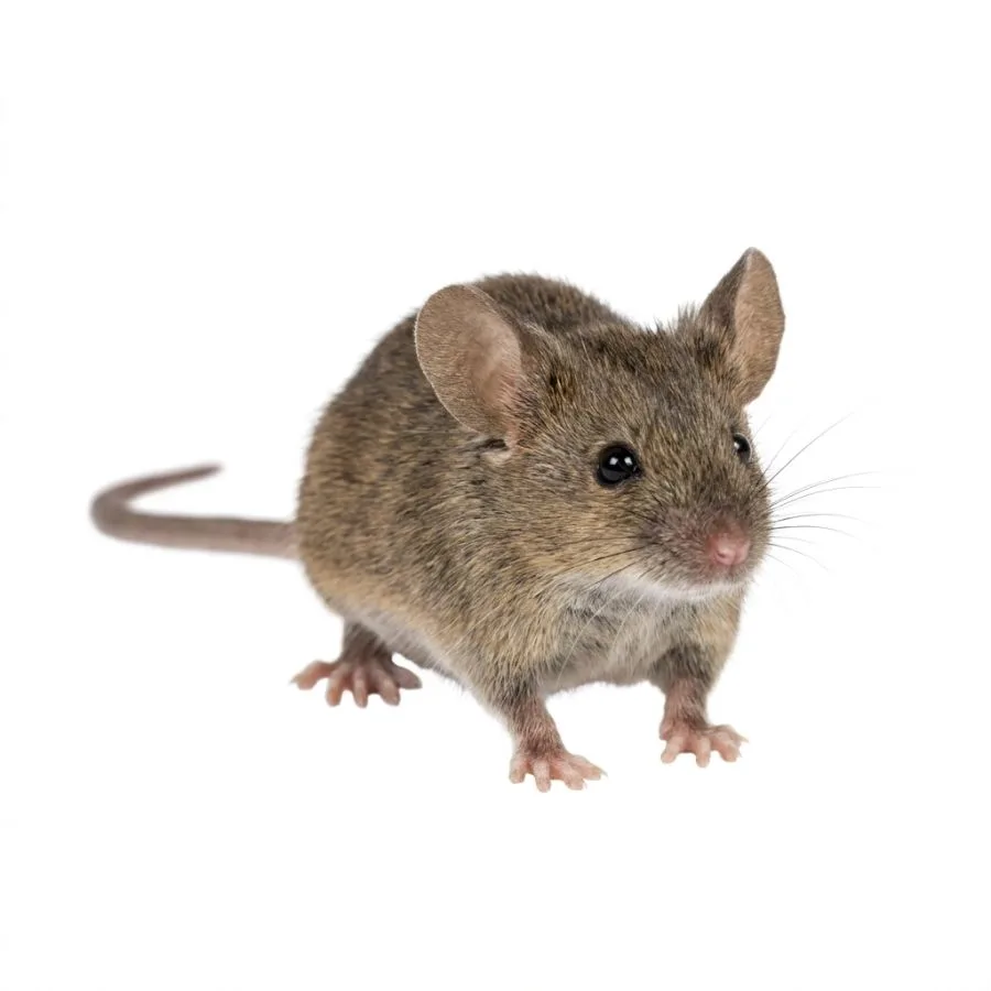 Hausmaus – Nahaufnahme