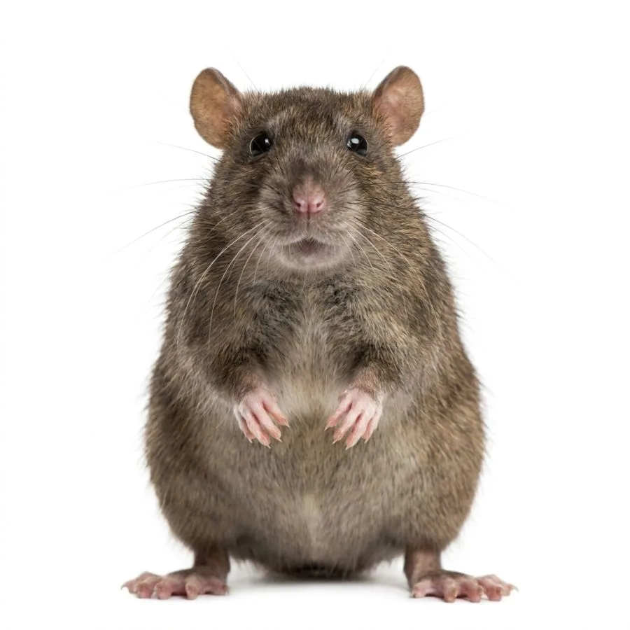 Wanderratte – Nahaufnahme