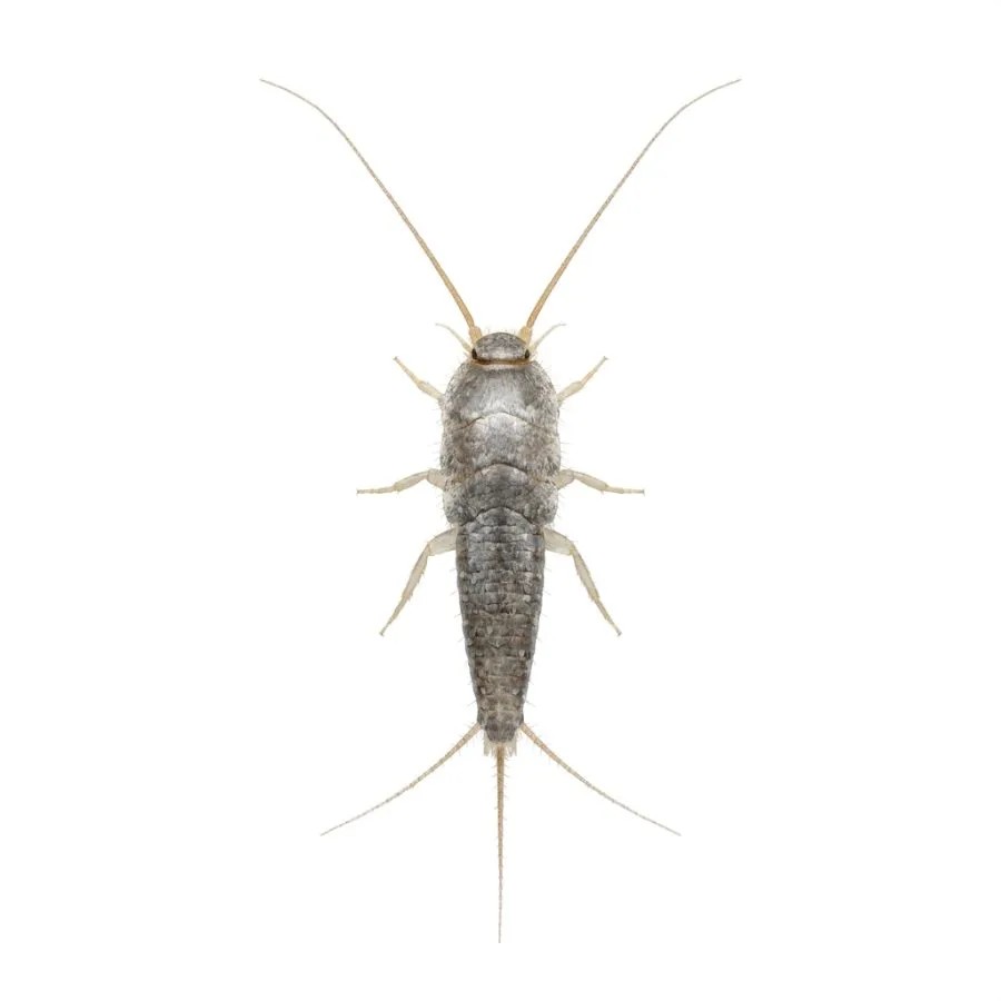 Silberfischchen – Nahaufnahme